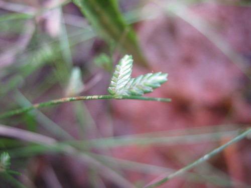 Cyperus pygmaeus iNat (1)