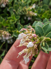 Arctostaphylos imbricata