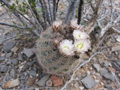 Echinomastus intertextus