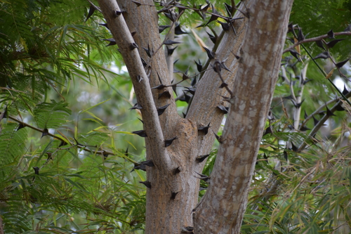 Vachellia hindsii