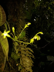 Burmeistera glabrata