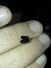 Sphenorhina rhodopepla