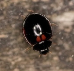 Exochomus marginipennis photo 4