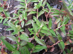 Persicaria prostrata