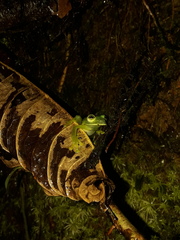 Nymphargus siren