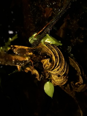 Nymphargus siren