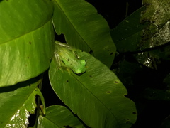 Nymphargus siren