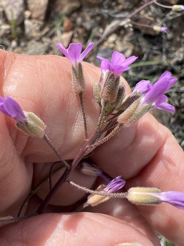 Lincoln rockcress (Boechera lincolnensis)