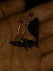 Paraisaria amazonica