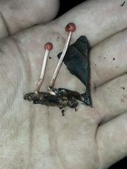 Paraisaria amazonica