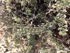 Acmispon argophyllus argophyllus