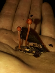 Paraisaria amazonica