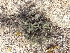 Acmispon argophyllus argophyllus