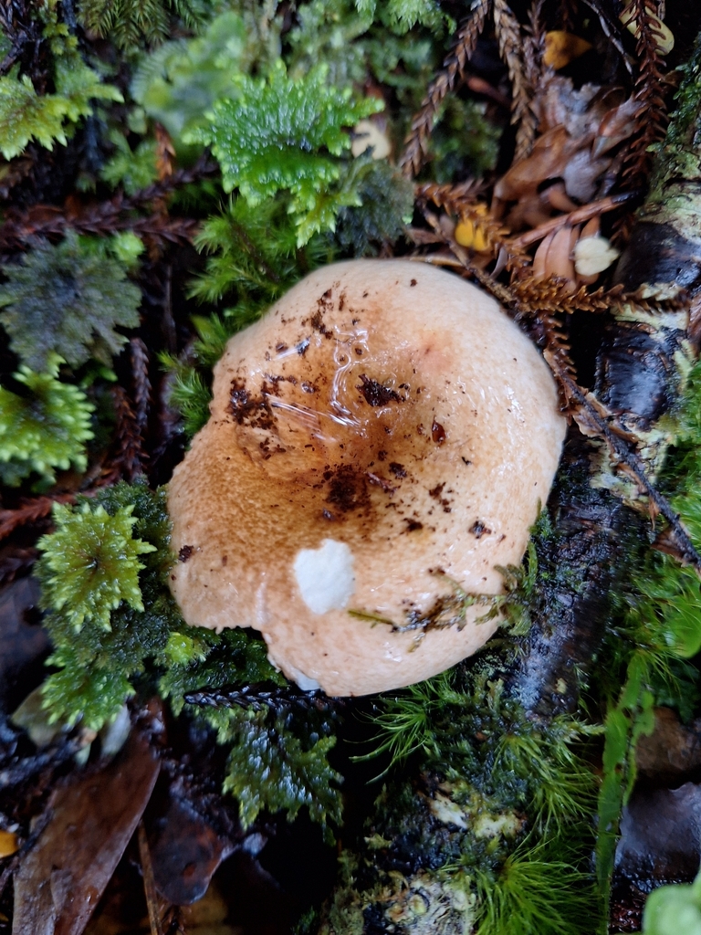 Russula purpureotincta · March 2026 · photo: © heidimeudt (iNaturalist, cc-by)