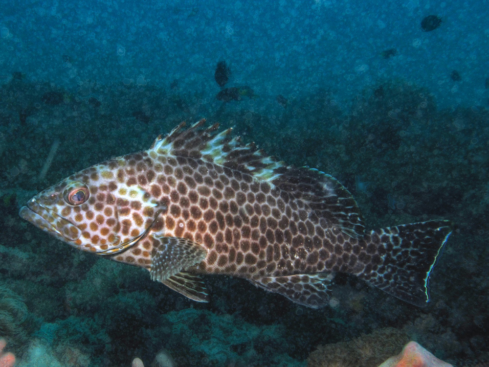 Areolate grouper (Epinephelus areolatus) — Serranidae