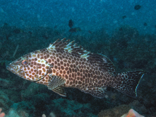 Areool-tandbaars (Epinephelus areolatus) — Serranidae