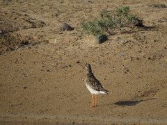 Calidris pugnax