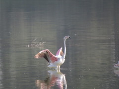 Phoenicopterus roseus