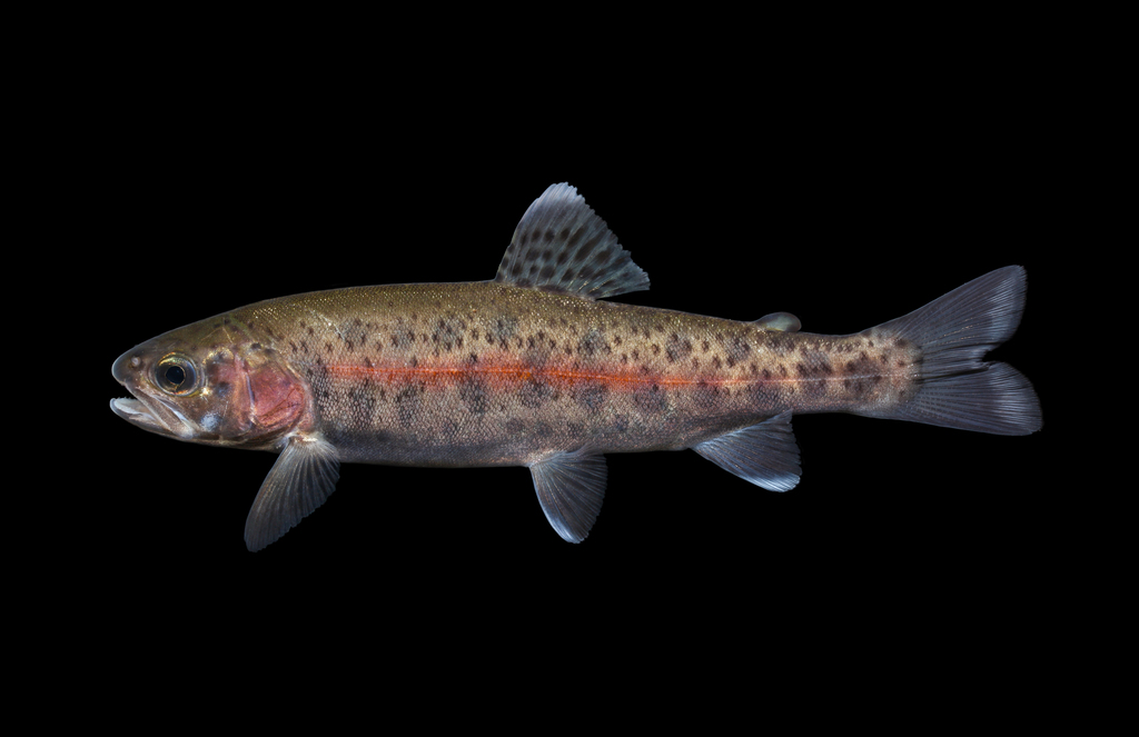 Rainbow trout (Oncorhynchus mykiss) — Salmonidae
