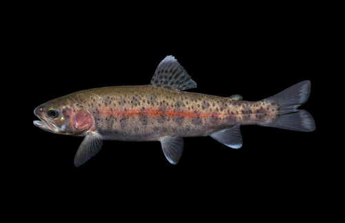 Rainbow trout (Oncorhynchus mykiss) — Salmonidae