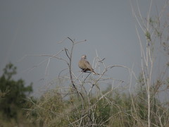 Streptopelia decaocto