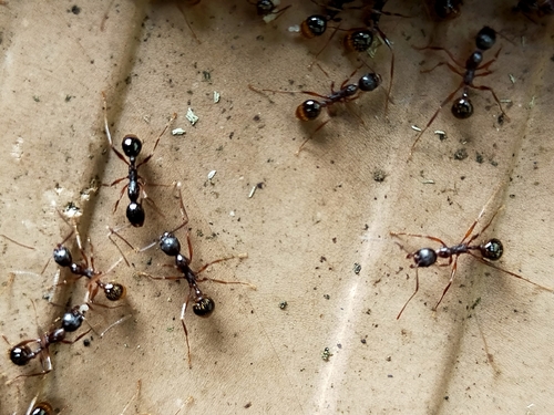 背视图图像 - コウジ　タマル