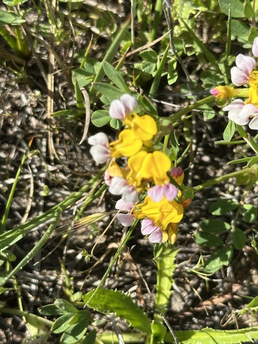 witch's-teeth (Hosackia gracilis)