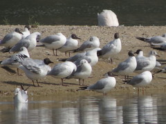 Chroicocephalus ridibundus