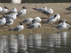 Chroicocephalus ridibundus