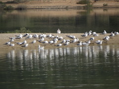 Chroicocephalus ridibundus