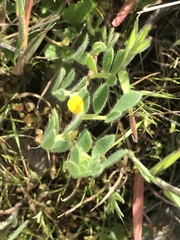 Acmispon wrangelianus