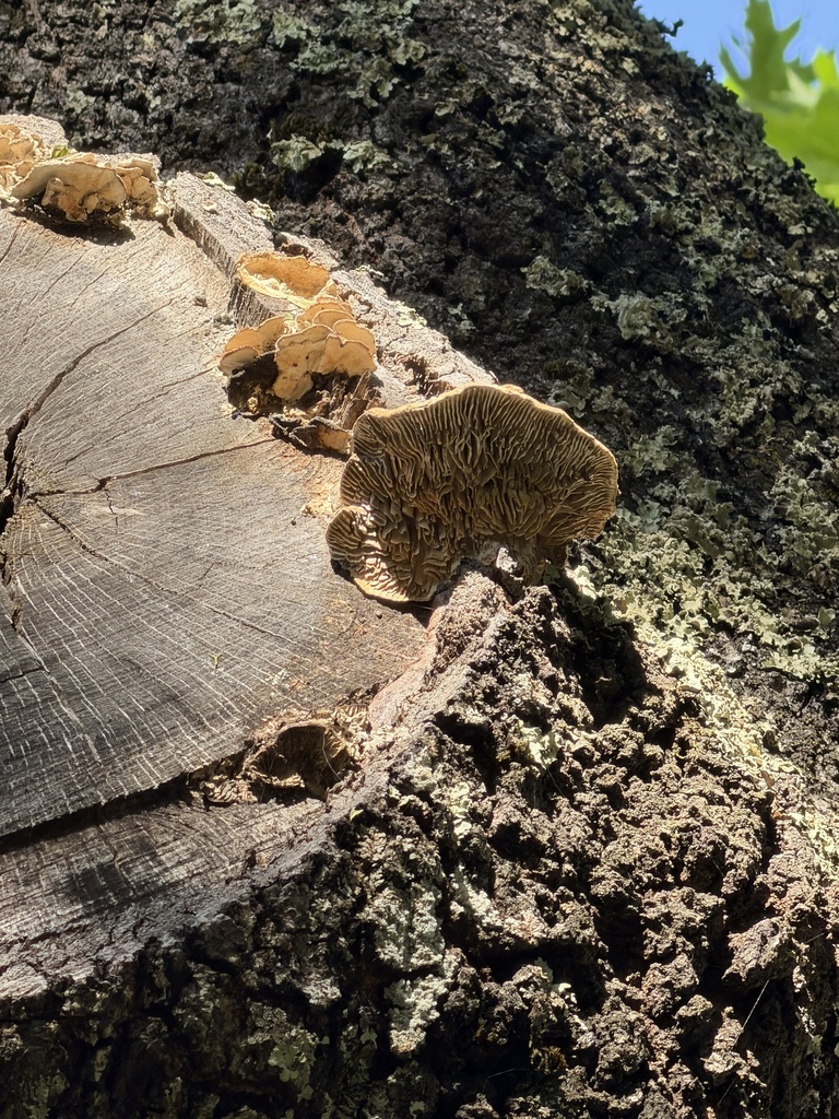 Trametes betulina · March 2026 · photo: © irinamitine (iNaturalist, cc-by)