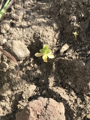 Stellaria apetala