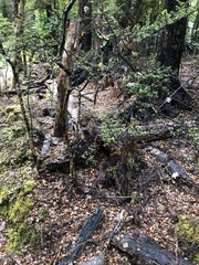 Coprosma microcarpa