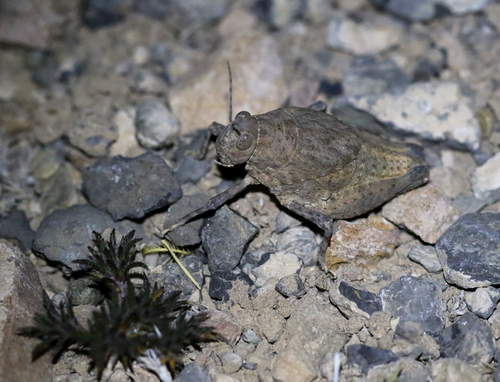 Robust Toad Lubber