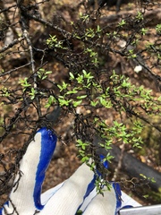 Coprosma microcarpa