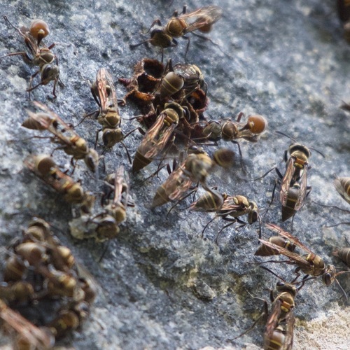 Metapolybia mesoamerica image