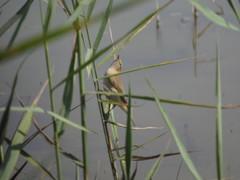 Phylloscopus collybita