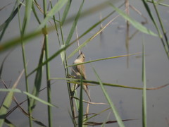 Phylloscopus collybita