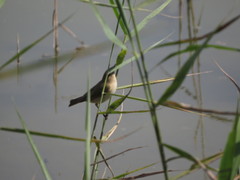 Phylloscopus collybita