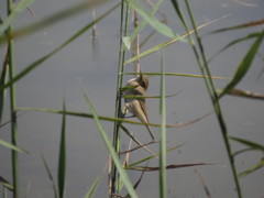 Phylloscopus collybita