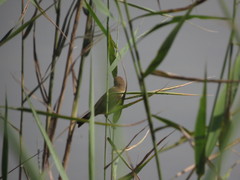 Phylloscopus collybita