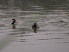 Tachybaptus ruficollis