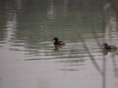 Tachybaptus ruficollis