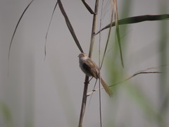 Prinia lepida