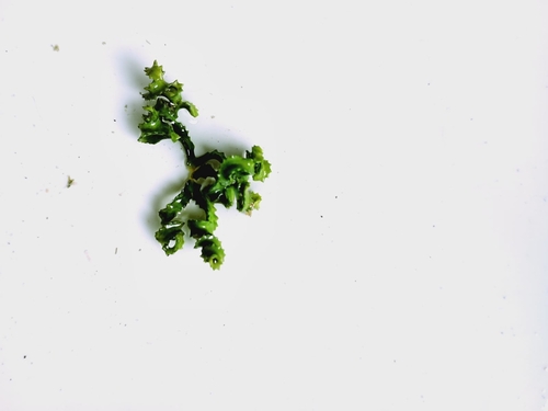 Caulerpa serrulata observed 2026-03-30