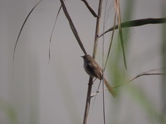 Prinia lepida