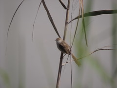 Prinia lepida