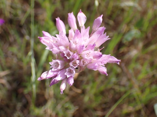 jeweled onion (Allium serra)