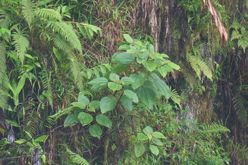Pipturus albidus observed 2026-03-13